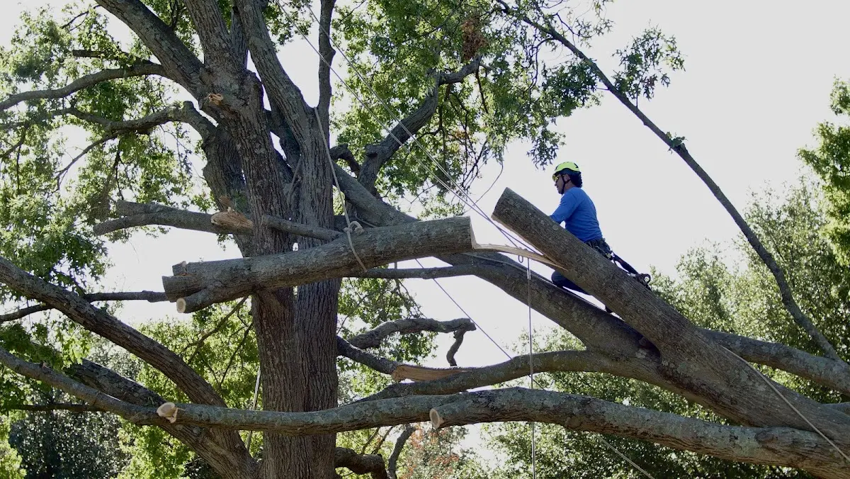 Professional Crown Thinning performed by certified arborists in Kearsarge