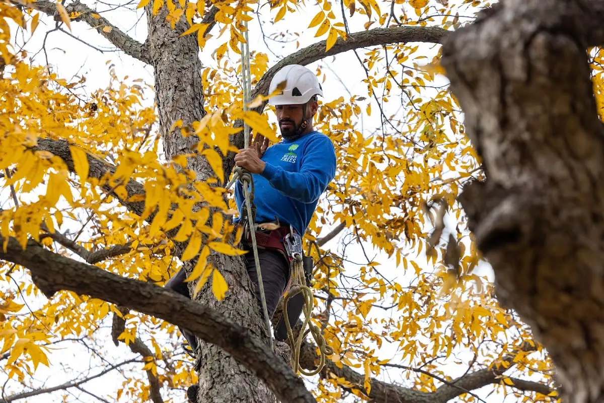 Skilled Tree Pruning crew working in Kearsarge
